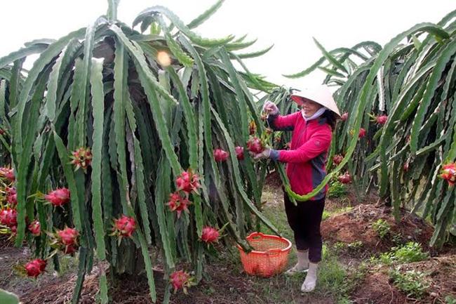 Giá thanh long nhảy vọt: Thị trường tiềm năng và bài toán bền vững