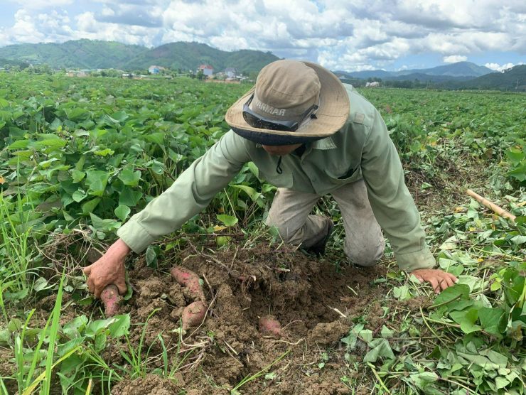 Nhiều năm qua, người trồng khoai lang trong nước vẫn trong tình trạng bấp bênh.