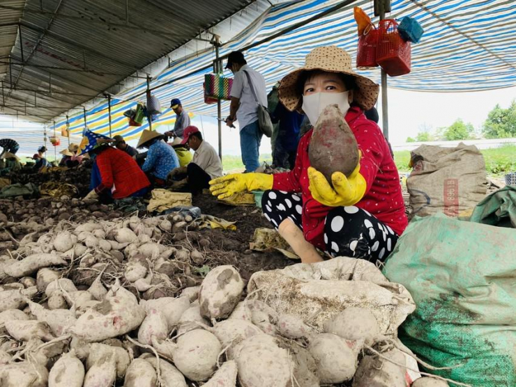  Khoai lang được xuất khẩu chính ngạch sang   thị trường Trung Quốc, là tín hiệu vui cho người nông dân cũng như doanh nghiệp xuất khẩu.  