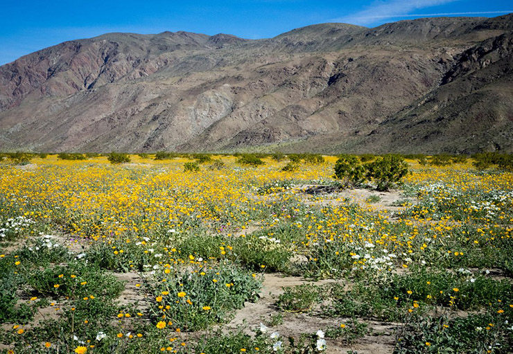 Công viên tiểu bang sa mạc Anza- Borrego có diện tích 243 nghìn ha, 12 khu vực hoang dã, đường mòn đi bộ kéo dài. Đây là khu vực lớn nhất ở California và lớn thứ 2 ở Mỹ.
