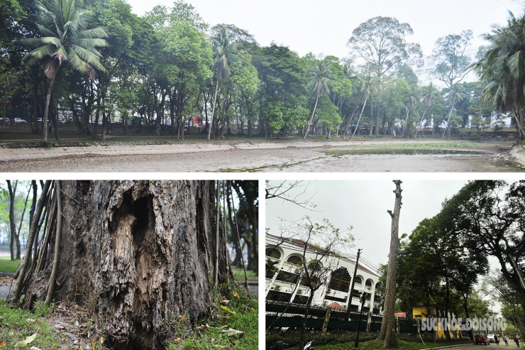 Nhiều cây cổ thụ hơn 100 tuổi chết khô ở công viên Bách Thảo, người dân đi tập thể dục nơm nớp lo sợ - 2