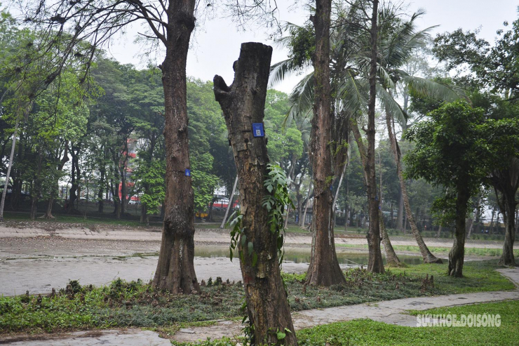 Nhiều cây cổ thụ hơn 100 tuổi chết khô ở công viên Bách Thảo, người dân đi tập thể dục nơm nớp lo sợ - 6