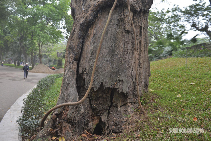 Nhiều cây cổ thụ hơn 100 tuổi chết khô ở công viên Bách Thảo, người dân đi tập thể dục nơm nớp lo sợ - 7