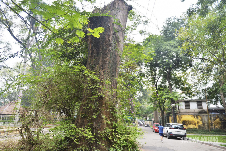 Nhiều cây cổ thụ hơn 100 tuổi chết khô ở công viên Bách Thảo, người dân đi tập thể dục nơm nớp lo sợ - 4