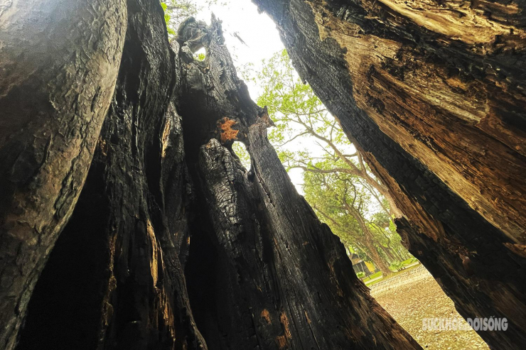 Nhiều cây cổ thụ hơn 100 tuổi chết khô ở công viên Bách Thảo, người dân đi tập thể dục nơm nớp lo sợ - 8