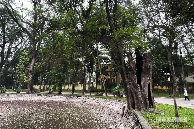 Nhiều cây cổ thụ hơn 100 tuổi chết khô ở công viên Bách Thảo, người dân đi tập thể dục nơm nớp lo sợ - 10