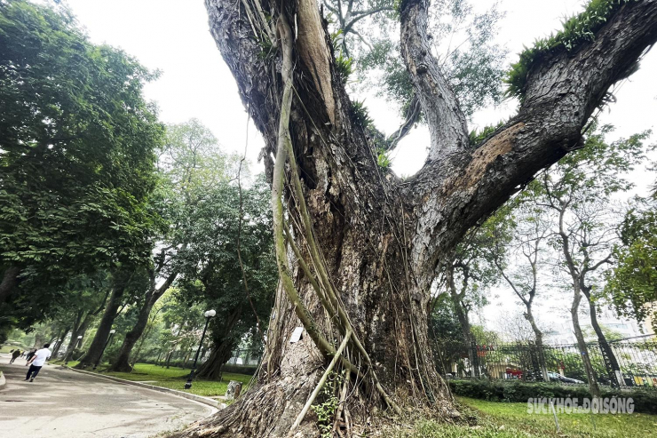 Nhiều cây cổ thụ hơn 100 tuổi chết khô ở công viên Bách Thảo, người dân đi tập thể dục nơm nớp lo sợ - 12