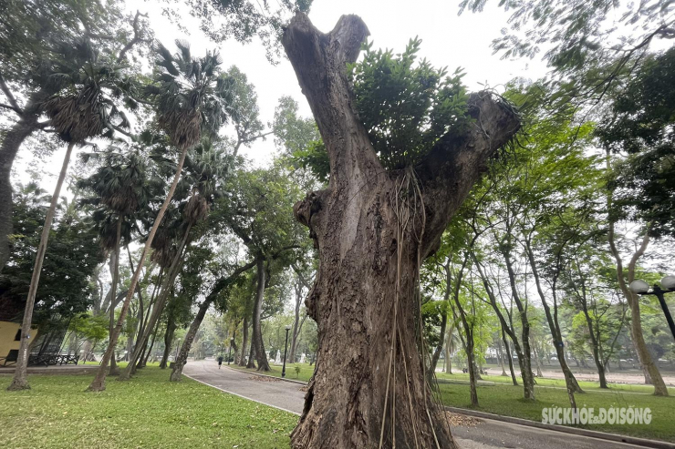 Nhiều cây cổ thụ hơn 100 tuổi chết khô ở công viên Bách Thảo, người dân đi tập thể dục nơm nớp lo sợ - 11