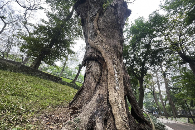 Nhiều cây cổ thụ hơn 100 tuổi chết khô ở công viên Bách Thảo, người dân đi tập thể dục nơm nớp lo sợ - 13