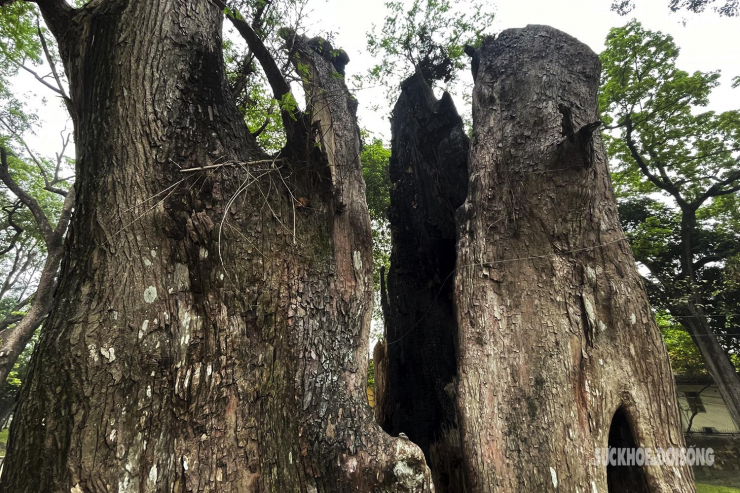 Nhiều cây cổ thụ hơn 100 tuổi chết khô ở công viên Bách Thảo, người dân đi tập thể dục nơm nớp lo sợ - 14