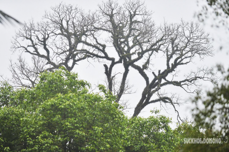 Nhiều cây cổ thụ hơn 100 tuổi chết khô ở công viên Bách Thảo, người dân đi tập thể dục nơm nớp lo sợ - 16