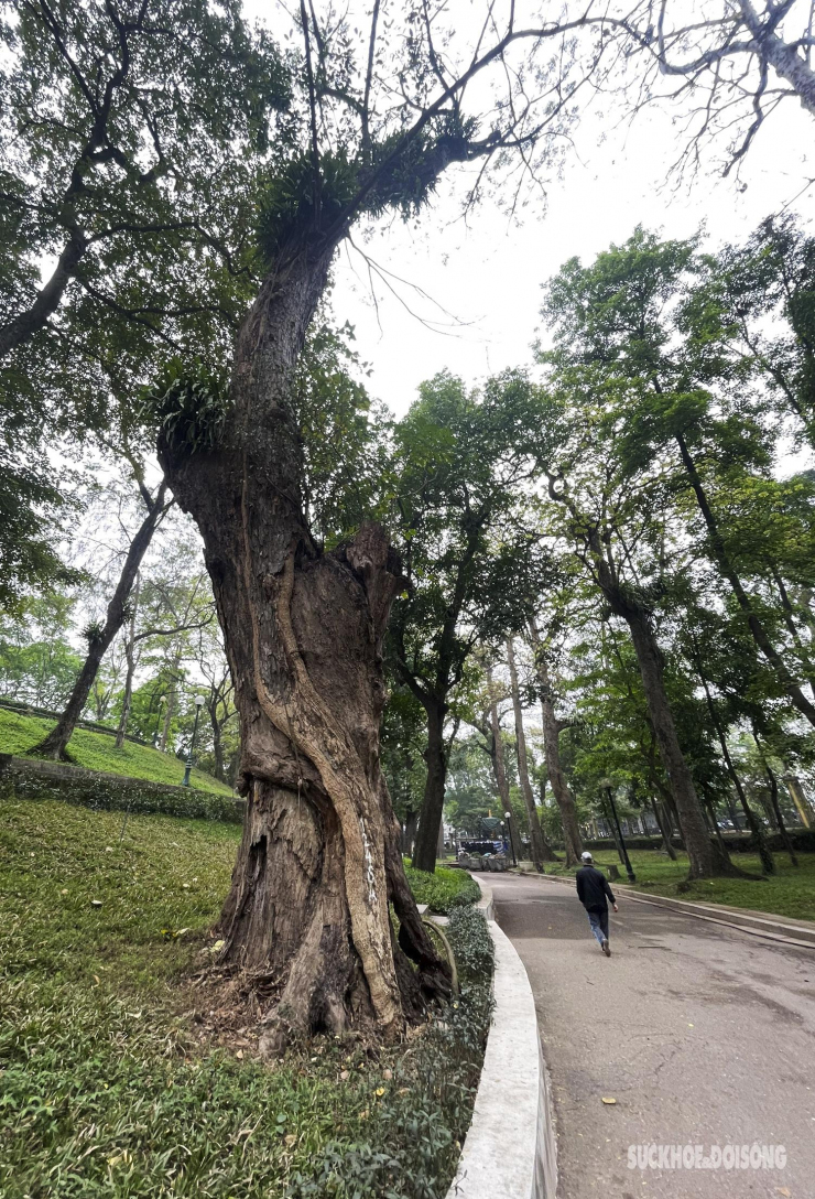 Nhiều cây cổ thụ hơn 100 tuổi chết khô ở công viên Bách Thảo, người dân đi tập thể dục nơm nớp lo sợ - 9