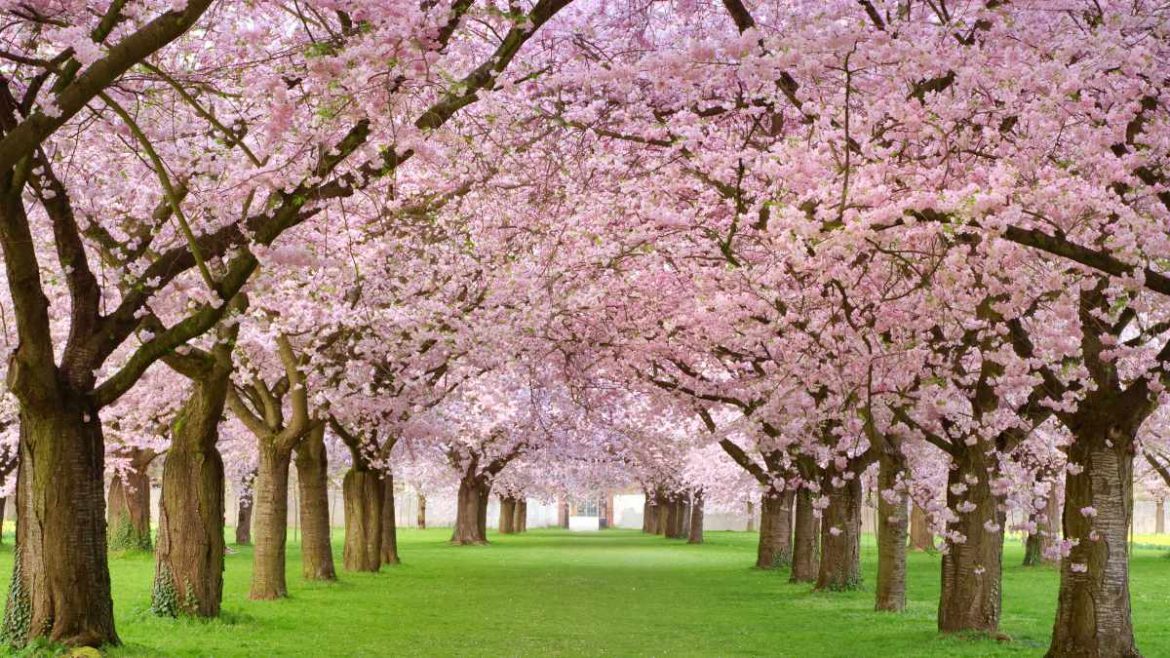 Không chỉ Nhật Bản, đất nước này cũng có mùa hoa anh đào đẹp nức nở - 6