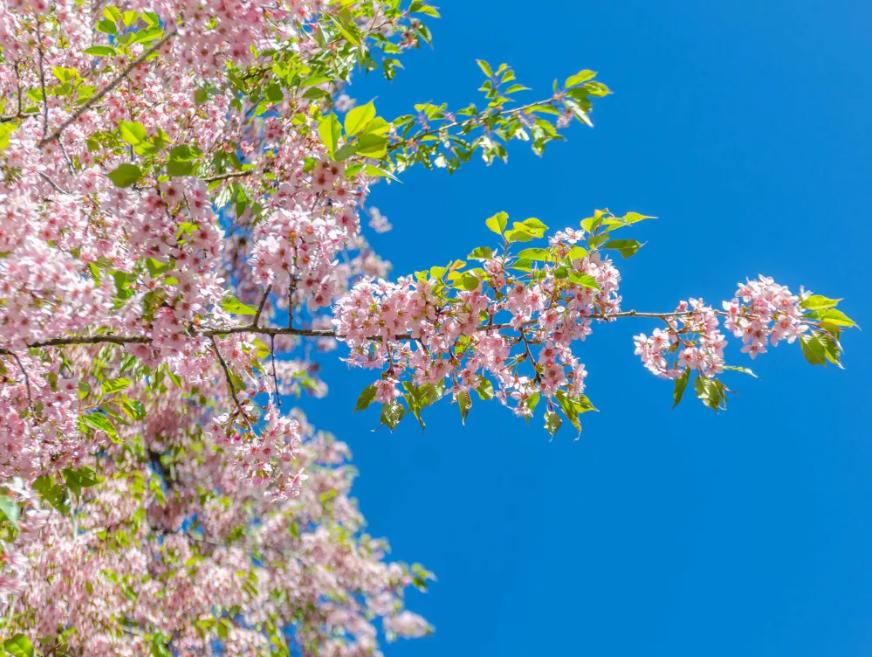 Không chỉ Nhật Bản, đất nước này cũng có mùa hoa anh đào đẹp nức nở - 4