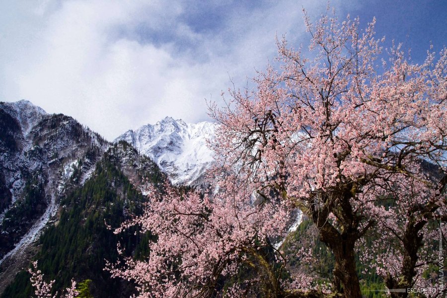 Không chỉ Nhật Bản, đất nước này cũng có mùa hoa anh đào đẹp nức nở - 5