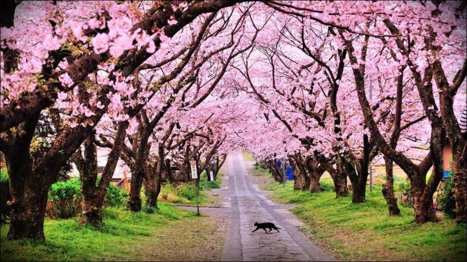 Không chỉ Nhật Bản, đất nước này cũng có mùa hoa anh đào đẹp nức nở - 3