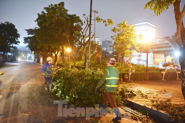 Các công nhân đang tiến hành cắt tỉa cành, sau đó sẽ đánh gốc di dời hàng cây nhãn về trồng cố định tại nút giao Vĩnh Ngọc, huyện Đông Anh (đường Võ Nguyên Giáp).