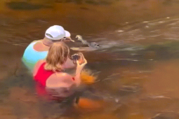 Video: Cá sấu tiến đến gần cặp đôi ngồi dưới sông và điều khó tin xảy ra sau đó