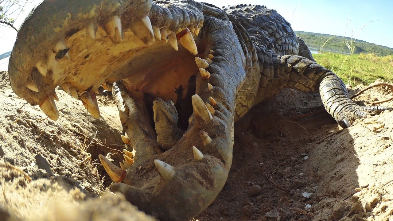 Chồng bị cá sấu tấn công, vợ nhanh trí dùng gậy giải cứu. Ảnh minh họa: Youtube