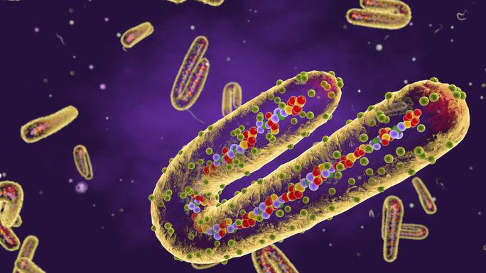 Virus Marburg - Ảnh: BBC