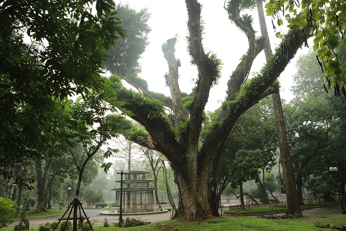 Cây muồng ngủ&nbsp;ngay cổng vào&nbsp;đã chết,&nbsp;thân cây to vài người ôm đã&nbsp;mục ruỗng có nhiều cây dại “tầm gửi”. Đây là cây muồng rất nổi tiếng trong công viên Bách Thảo và là một trong những cây cổ thụ hiếm hoi còn sót lại.