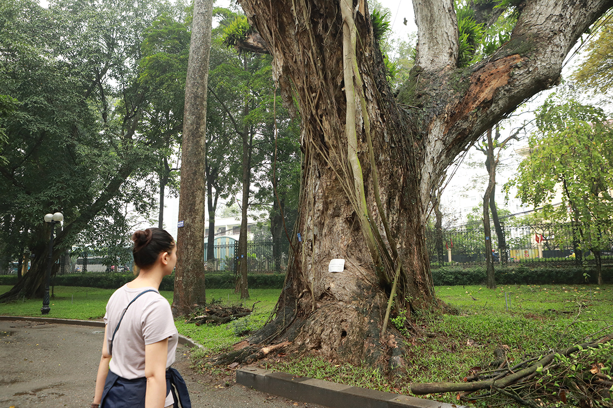 Chị Lê Thị Hoa, nhà phố Ngọc Hà (quận Ba Đình) cho biết: “Tôi thường xuyên tập thể dục ở đây vào sáng sớm và buổi chiều, thấy những cây cổ thụ trước xanh mướt giờ chết khô thấy rất tiếc nuối, không biết bao giờ mới có được những cây lớn như vậy”.