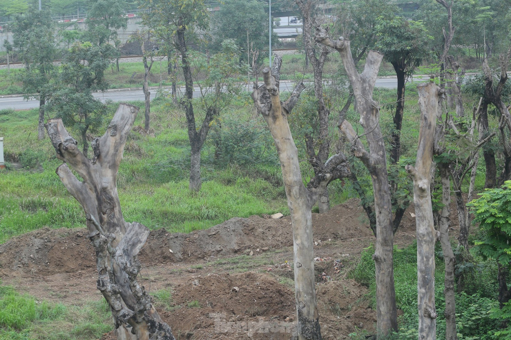 Người yếu bóng vía có lẽ không dám bước vào vườn cây này, bởi khu vực còn khá hoang sơ, nhiều cỏ dại và cây chết. Ảnh: Duy Phạm.