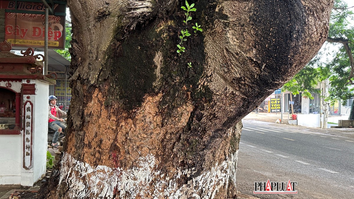 Tiếng ve rền trên hai cây điệp khổng lồ ở Lâm Đồng - 2