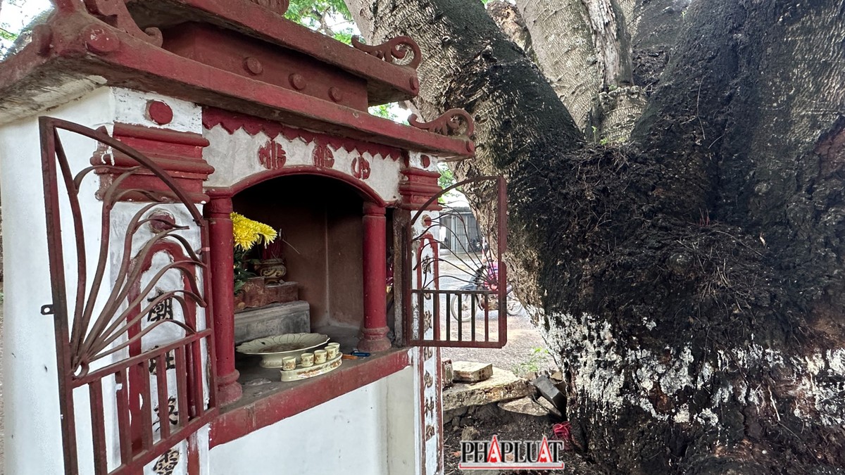 Tiếng ve rền trên hai cây điệp khổng lồ ở Lâm Đồng - 9