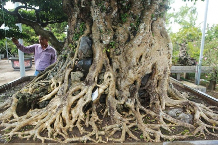 Cây sanh cổ này có tuổi đời khoảng 300 năm.