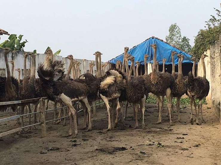 Đà điểu là loài dễ nuôi, sức đề kháng cao, ít bị dịch bệnh, lại có mô hình chăn nuôi và hệ thống chuồng trại khá giống với nuôi gia cầm&nbsp;
