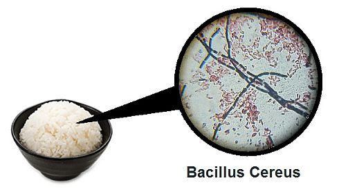 Cơm nấu chín vẫn có thể chứa vi khuẩn Bacillus cereu gây ngộ độc.