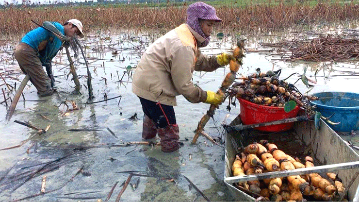 Nhiều hộ nông dân ở Việt Nam đã chuyển đổi cây trồng từ lúa sang trồng củ sen, mang về thu nhập khá.
