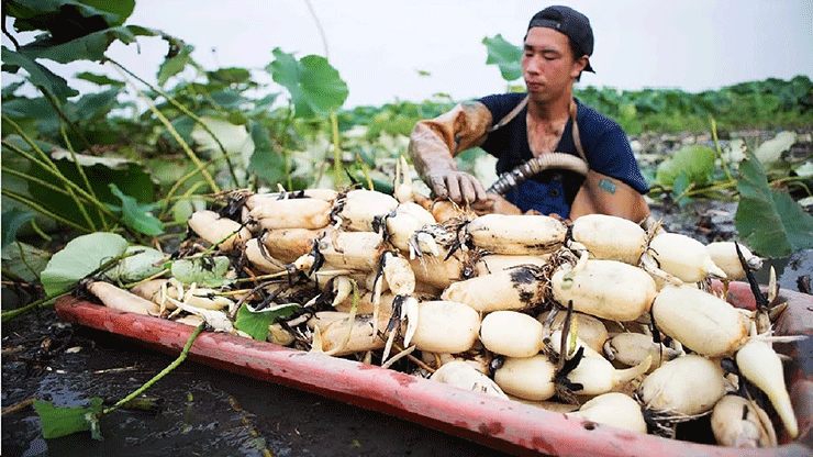 Củ sen tươi chế biến được rất nhiều món ăn ngon, lại có nhiều chất dinh dưỡng, tốt cho sức khỏe nên được nhiều gia đình ưa chuộng.
