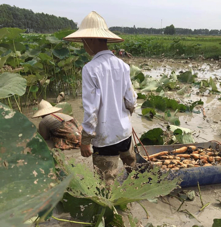 Trong văn hóa Trung Quốc, củ sen là phương pháp tự nhiên giúp thanh lọc cơ thể. Họ thường xuyên ăn củ sen với thịt heo vào đầu năm để cầu may mắn và xóa bỏ những xui xẻo của năm cũ.
