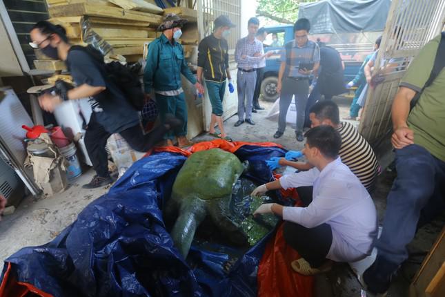 Theo ông Nguyễn Xuân Đại, Giám đốc Sở Nông nghiệp Hà Nội, các nhà khoa học sẽ tiến lấy mẫu và giải mã gene cá thể rùa mai mềm khổng lồ vừa chết để xác định loài, tìm nguyên nhân và có hướng xử lý.