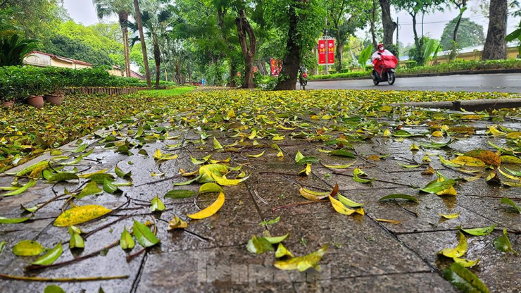 Ngay từ sáng sớm hôm nay (25/4), không khí lạnh đã ảnh hưởng đến hầu hết các nơi ở khu Đông Bắc Bắc Bộ. Trên hình là thảm lá sấu vàng rụng phủ kín vỉa hè trên đường Hoàng Diệu.