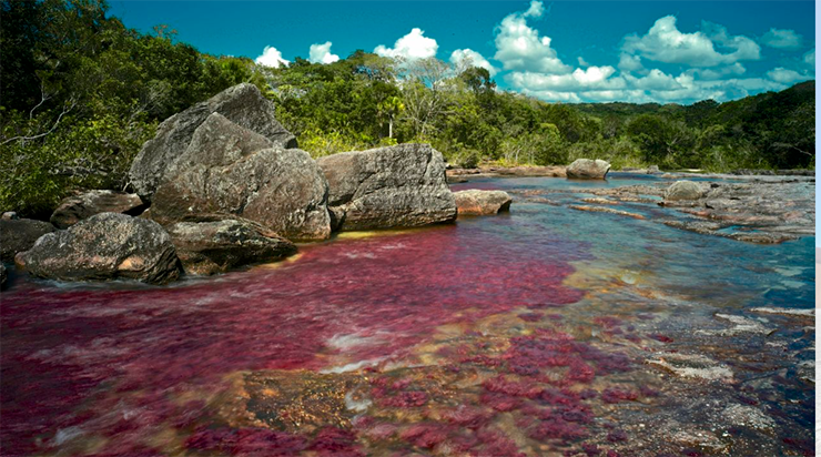 Cano Cristales, Colombia: Thường được gọi là "Dòng sông ngũ sắc", vùng nước ở Cano Cristales là&nbsp;sự bùng nổ của những màu sắc tươi sáng giữa mùa khô và mùa mưa ở Colombia.
