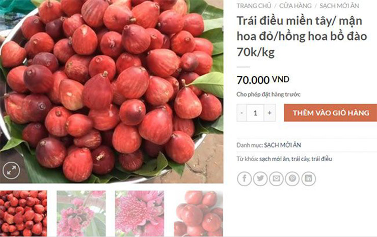 Giá mận điều đỏ từ 70.000-90.000 đồng/kg, lúc khan hiếm hoặc cuối mùa, giá có thể lên tới 130.000 đồng/kg
