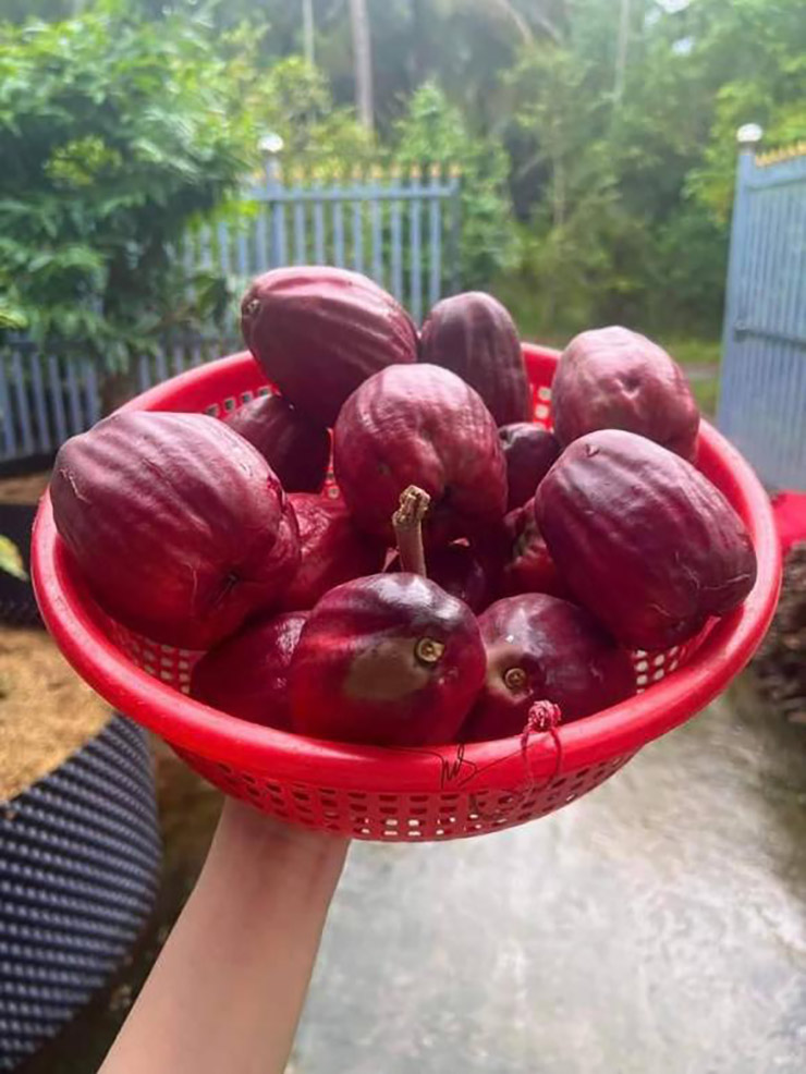 Vì lạ và ngon nên loại quả này luôn trong tình trạng cháy hàng
