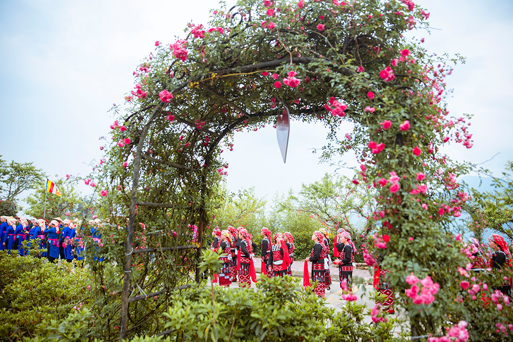 Du khách thích thú ngắm thung lũng hoa hồng nở rực rỡ dịp lễ 30/4 tại Fansipan - 1