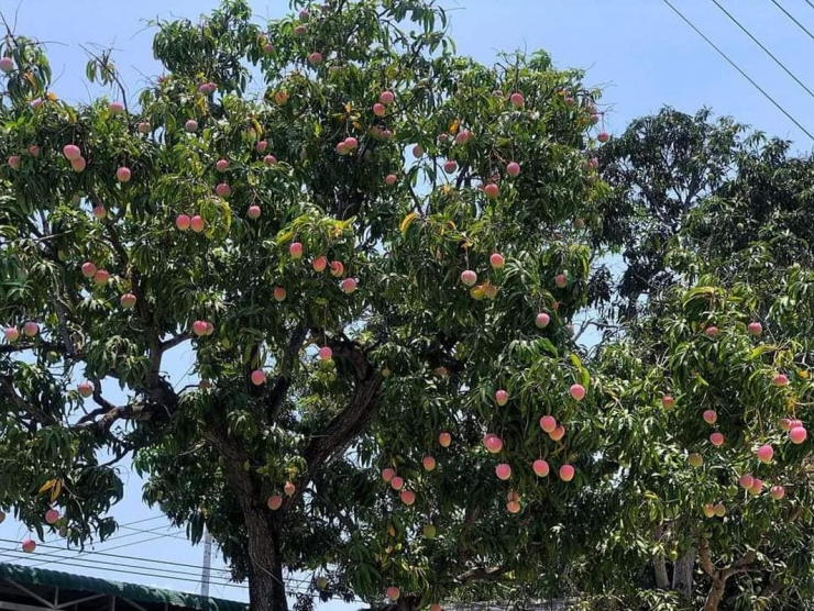 Những trái xoài tròn tròn, màu hồng đỏ tựa như trái đào khiến người xem tưởng chừng như lạc vào chốn bồng lai tiên cảnh.