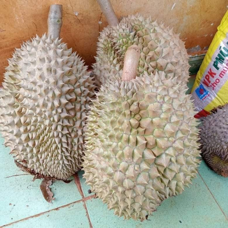 Sag Rou Nhận biết sầu riêng rụng và sầu riêng bị