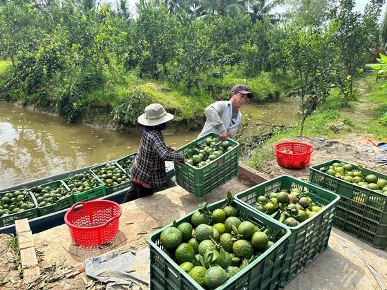 Giá cam tại các tỉnh phía Nam đang giảm do nguồn cung dồi dào khi vào chính vụ.