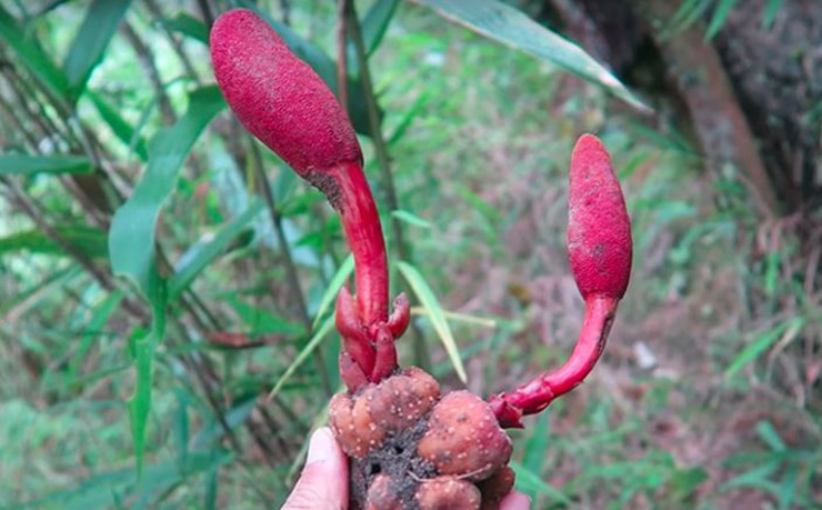 Có tên là nấm nhưng loại cây này vốn không thuộc họ nhà nấm.&nbsp;
