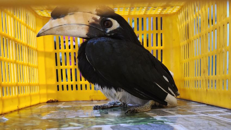 Con chim lạ bị bắt khi đậu trên nhà dân ở Gò Vấp, TP.HCM - 1
