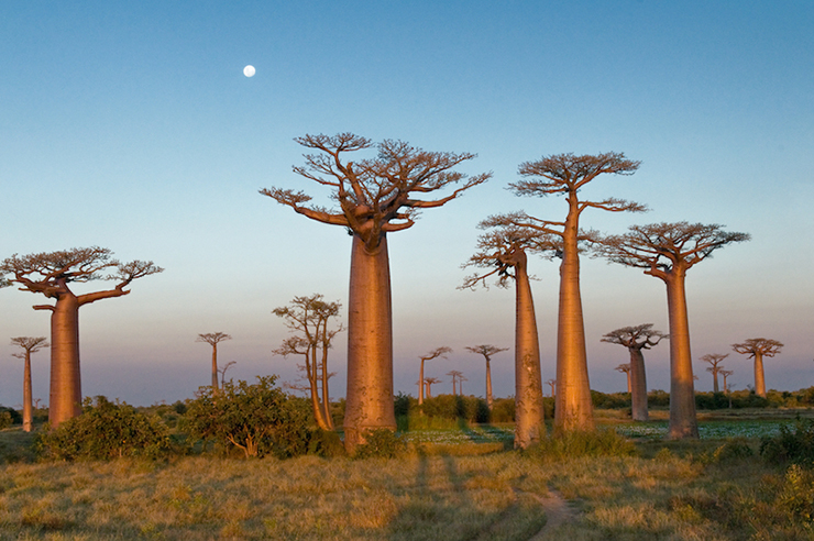 Madagascar (587.041 km2) nằm trên bờ biển phía đông châu Phi ở giữa Ấn Độ Dương. Hòn đảo này nổi tiếng với hệ động vật hoang dã tuyệt vời, với khoảng 250.000 loài động vật, bao gồm cả loài vượn cáo đuôi sọc nổi tiếng. 2/3 số&nbsp;động vật hoang dã ở đây&nbsp;không thể tìm thấy ở bất kỳ nơi nào khác trên Trái đất. Có niên đại hơn 100 triệu năm, Madagascar cũng là nơi có hệ thống san hô lớn thứ ba trên thế giới, tạo ra điểm&nbsp;lặn tuyệt vời trong vùng nước ấm của Ấn Độ Dương.
