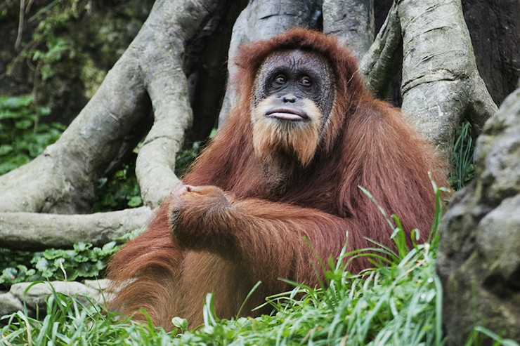 Borneo (748.168 km2) là một hòn đảo lớn có diện tích gần gấp đôi nước Đức. Đây cũng là hòn đảo duy nhất được quản lý bởi bộ ba quốc gia – Brunei, Malaysia và Indonesia, nhưng phần lớn hòn đảo là lãnh thổ của Indonesia. Borneo là nơi có rừng nhiệt đới lâu đời nhất trên Trái đất, có niên đại hơn 100 triệu năm. Trong những tán lá xanh tươi tốt là nhiều loài động vật hoang dã&nbsp;như đười ươi Borneo và dơi ăn quả Dayak - hai loài có nguy cơ tuyệt chủng không tìm thấy ở nơi nào khác trên Trái đất.
