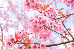 Không chỉ Nhật Bản, đất nước này cũng có mùa hoa anh đào đẹp nức nở