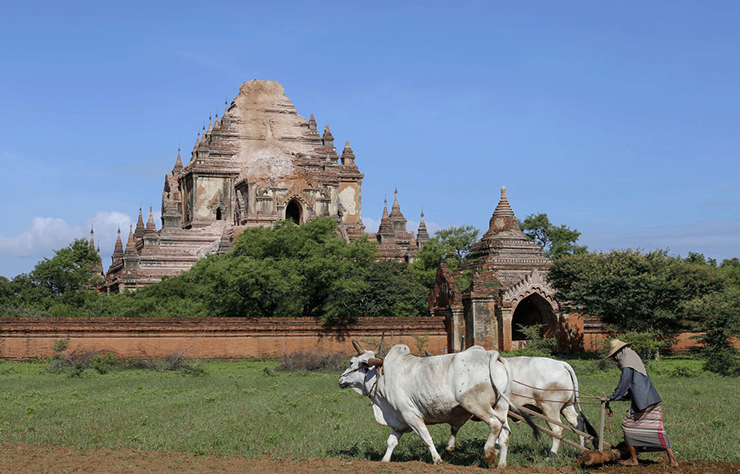 Một phụ nữ làm ruộng trên cánh đồng phía trước ngôi đền Sulamani Guphaya, nơi đã bị hư hại do trận động đất năm 2016.
